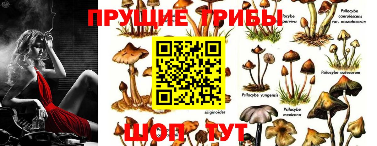 Краснодар  Галлюциногенные грибы Cubensis  Вход с VPN 